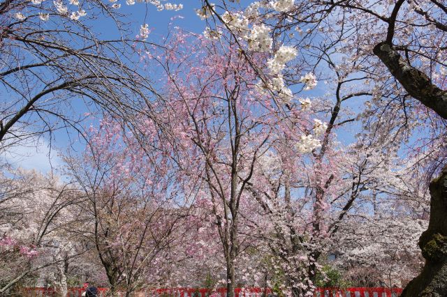 見飽きる事のない頭上の桜のアーチ。