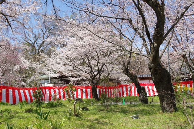 桜苑の外まで続く桜。