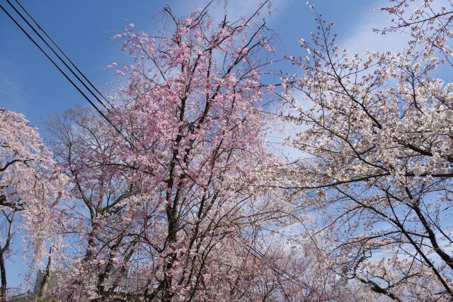 2色の桜が混在するときれい。