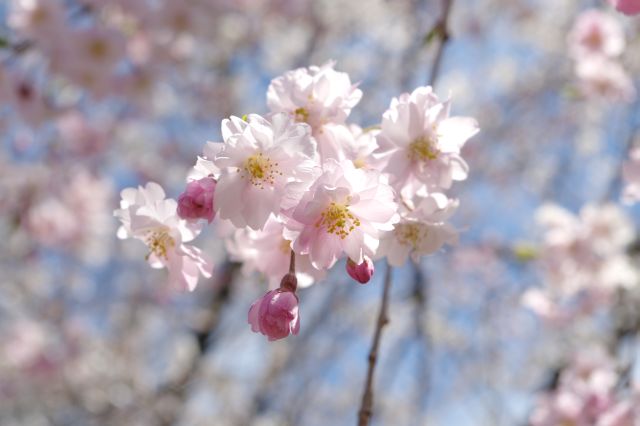 可憐な桜の花びら。