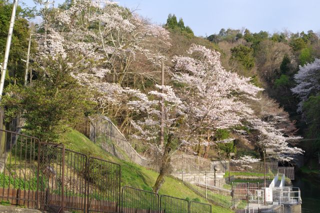 周囲には桜の木々。