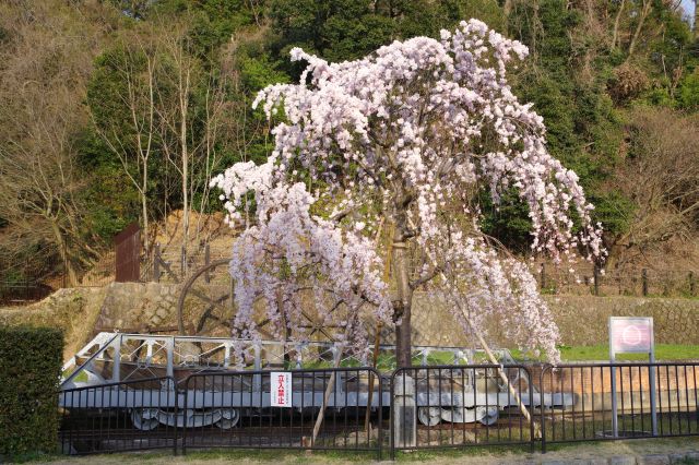 1本の桜の木。