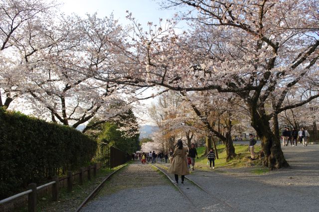 インクラインの坂へ。頭上は桜でいっぱいです。