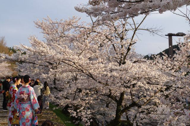 夕日を浴びる斜面側の桜。