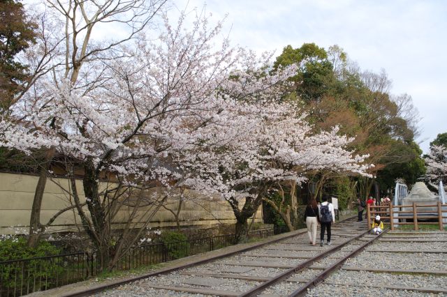 その付近の桜の木々。