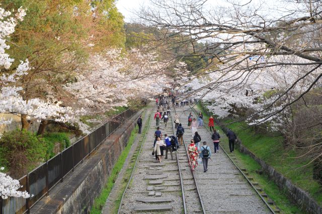 インクラインと桜。