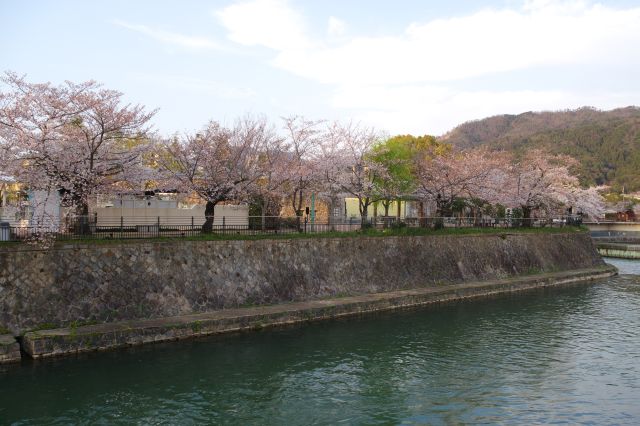 対岸に続く桜並木。