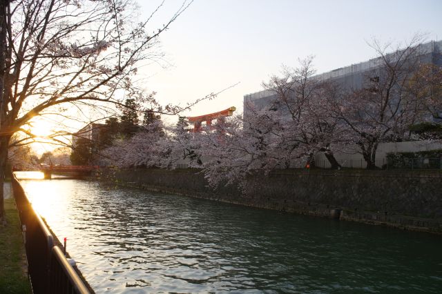 京都市京セラ美術館前の桜並木、輝く西日と大鳥居が見えてきます。