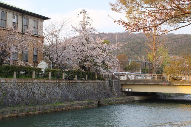 西日を浴びる桜の木。