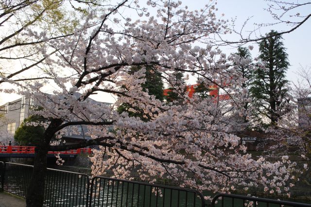 鳥居付近、こちら側にも桜の木。