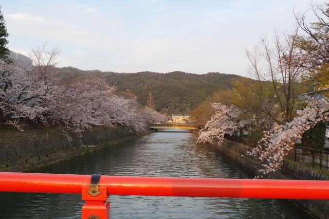 橋の上より。桜があふれる。