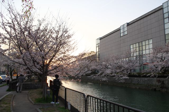 両岸にひしめく桜。