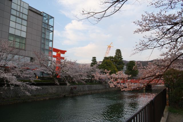 夕陽を浴びる桜も良いものです。