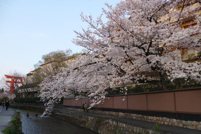 見とれてしまう桜です。