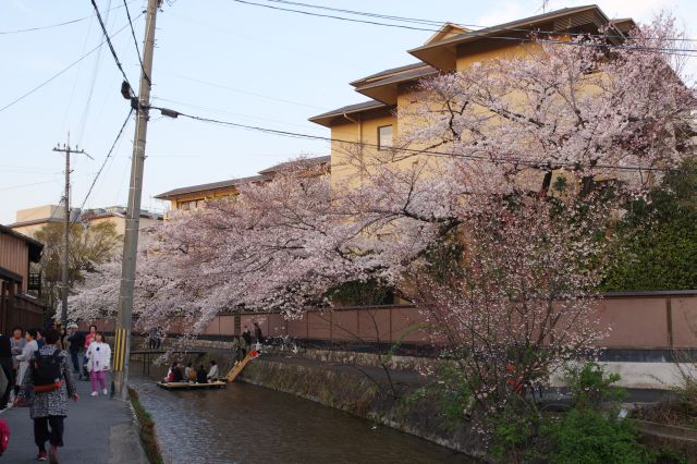 水上の花見、羨ましいです。