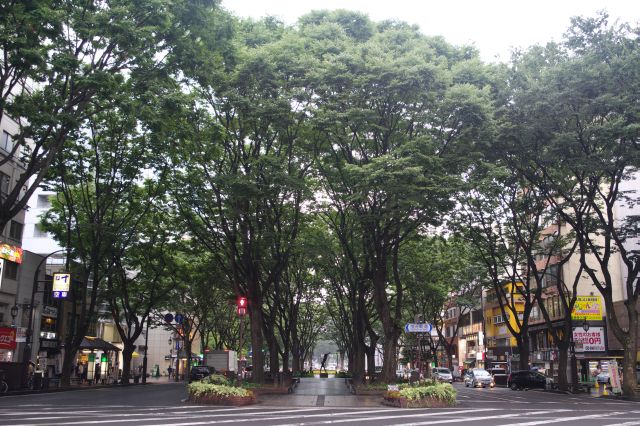 並木は交差点ごとに途切れ、次の通りに見える木からその高さを実感できます。