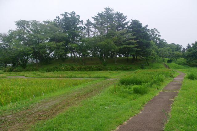 多賀城外郭南東隅築地塀跡の東側、城郭の角付近。