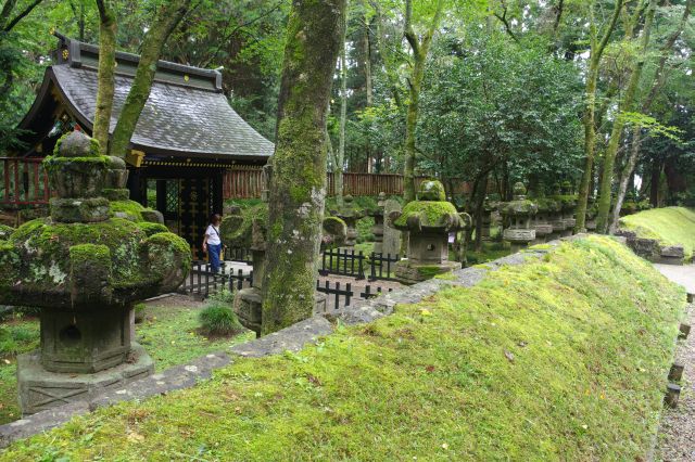 緑や苔が美しい穏やかな雰囲気の墓所。