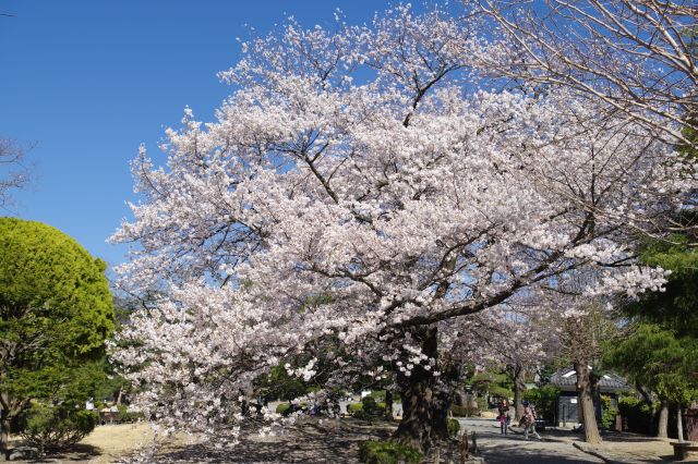 池から離れると桜の木々があります。