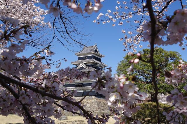 桜越しの天守。