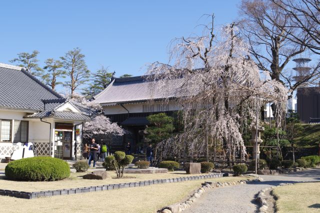 黒門脇に樹齢の長そうな桜の木。