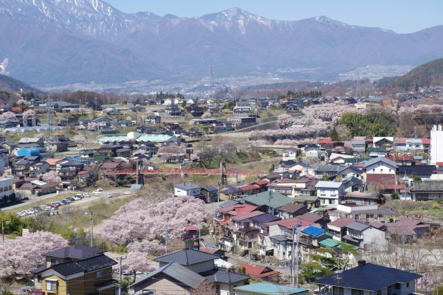 川沿いを中心に街中にも桜があふれます。