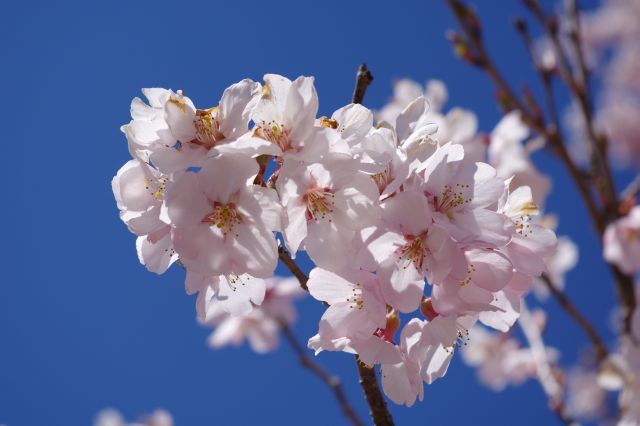 桜の花びら。