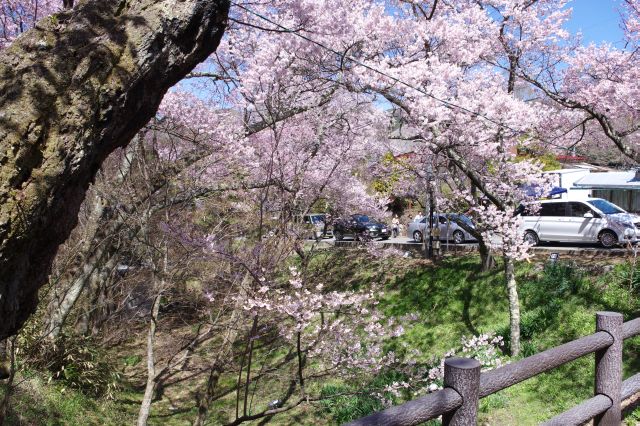 空堀沿いの道路にはたくさんの車が連なる。