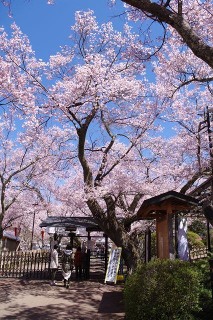 北ゲート付近。1本1本が立派な木。