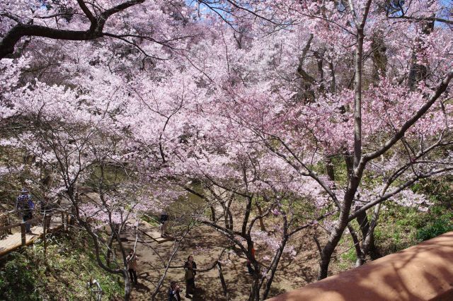 橋の下にも桜。