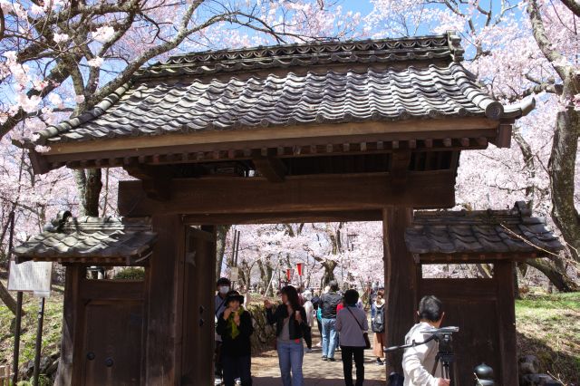 問屋門の先の本丸も桜だらけ。