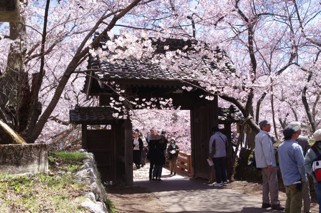 問屋門を振り返る。橋の上も桜だらけ。