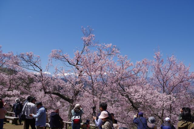 本丸の西側、南アルプス方面。桜の先に南アルプスが見え視線を集めます。