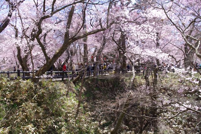 南曲輪への橋にも沢山の人。