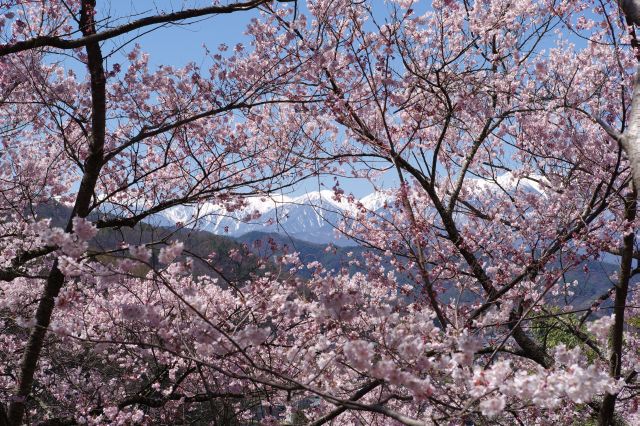 南アルプスは桜に掛かる構図になります。