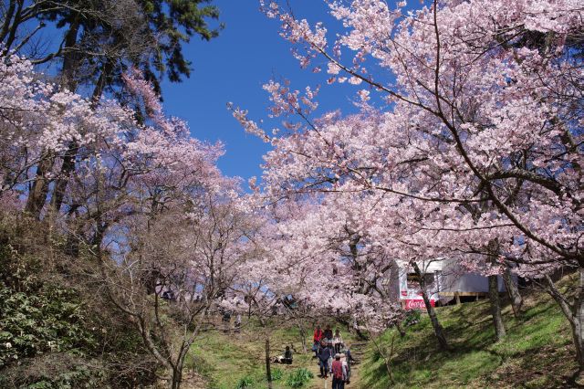 池のあった後方。