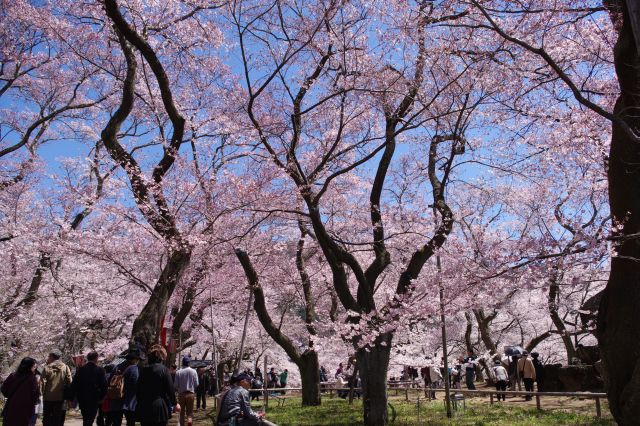 法幢院曲輪も桜と人であふれる。