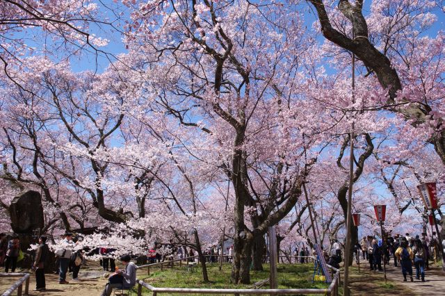 南ゲート手前、どこに行っても見事な程桜まみれでした。