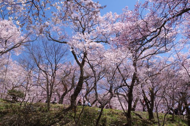 二ノ丸露店側に高い桜のアーチ。