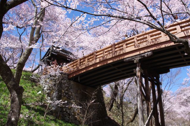 高遠城址公園の桜の写真ページへ