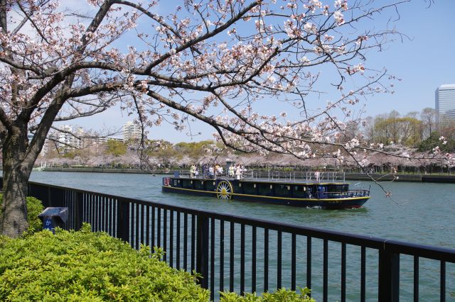 毛馬桜之宮公園の桜の写真ページへ