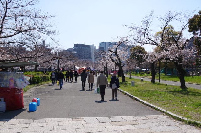 後方、緩やかにカーブする川沿いの桜並木。