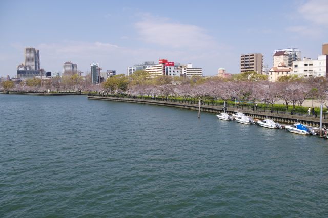 渡る対岸の東側も桜がいっぱい。