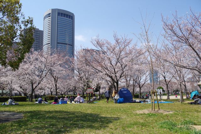 シートを広げ花見を楽しむ人々。