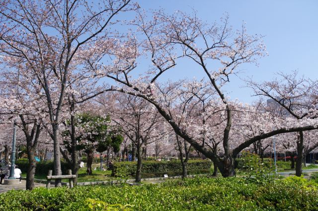 対岸より幅広い桜が楽しめます。