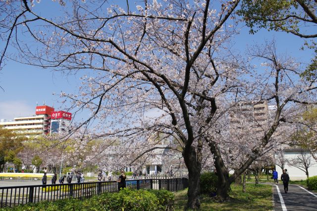 川沿いに続く桜の木。