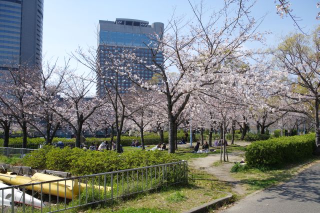 その横もお花見スポット。