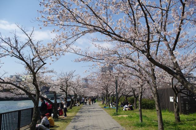 桜並木を進みます。