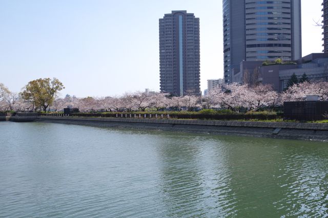 ビーチ方面より。桜が連なります。