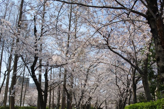 桜が密集していてきれい。